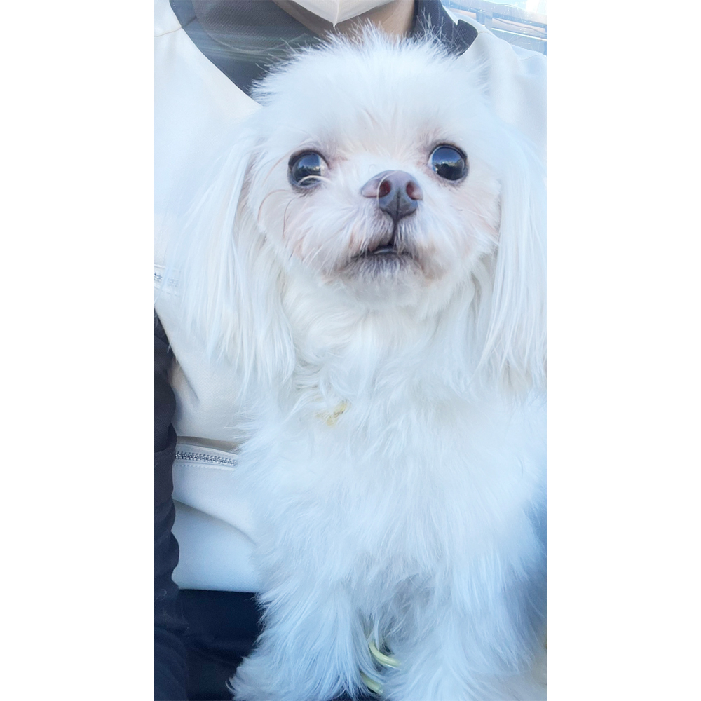 生徒が撮影したモデル犬写真②